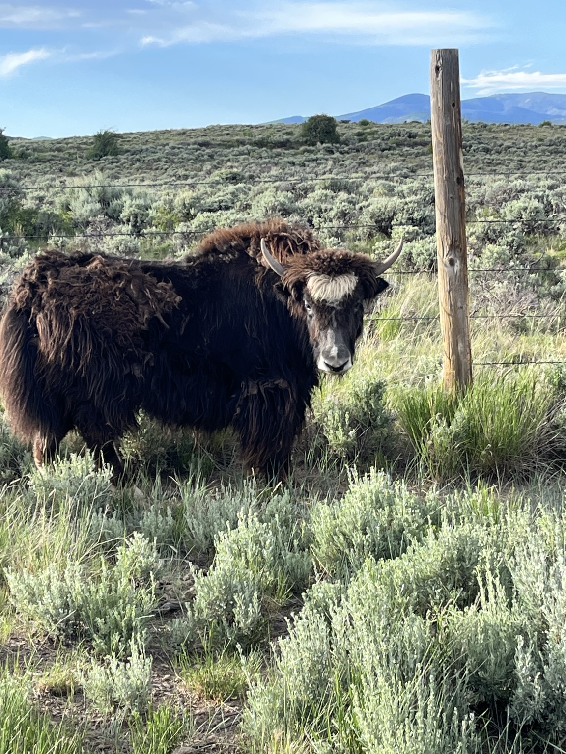 Dark brown yak standing in summer pasture at Two Dog Ranch